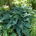 Hosta Silver Serenity (L)02