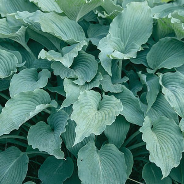 Hosta Silver Serenity (L)1