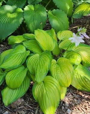 Hosta Stained Glass (M-L)