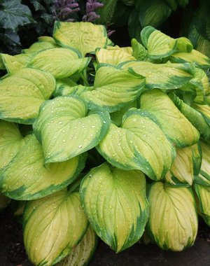 Hosta Stained Glass (M-L)