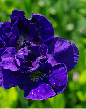 Iris sibirica Kabluey