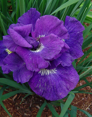 Iris sibirica Kaboom
