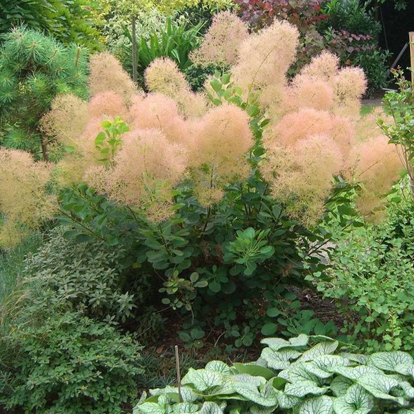 Cotinus coggygria