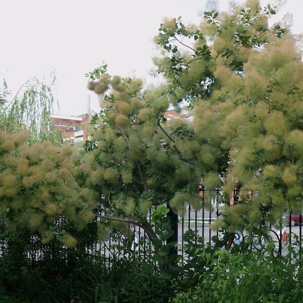 Cotinus coggygria2