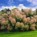 Cotinus coggygria01