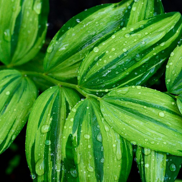 Polygonatum odoratum var. maximowiczii Rai-Jin1