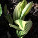 - Polygonatum odoratum var. maximowiczii Kayabanishiki 00