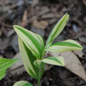 - Polygonatum odoratum var. maximowiczii Kayabanishiki 01