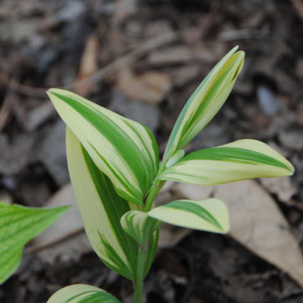 - Polygonatum odoratum var. maximowiczii Kayabanishiki 1