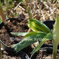 - Polygonatum odoratum var. maximowiczii Kayabanishiki 02