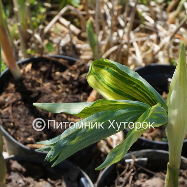 Polygonatum odoratum var. maximowiczii Rai-Jin2