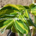 Polygonatum odoratum var. maximowiczii Rai-Jin03