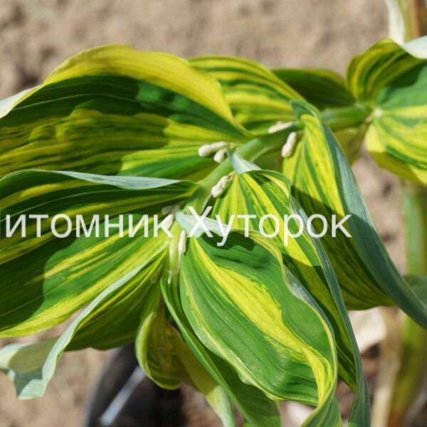 Polygonatum odoratum var. maximowiczii Rai-Jin3