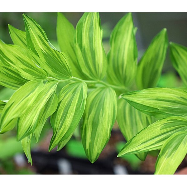 Polygonatum odoratum var. maximowiczii Rai-Jin