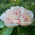 Paeonia Bjorn-Olof 01