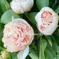 Paeonia Bjorn-Olof 00