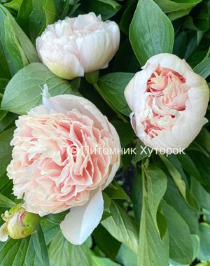 Paeonia Bjorn-Olof 