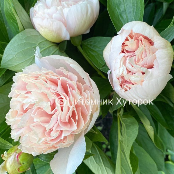 Paeonia Bjorn-Olof 