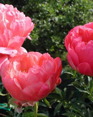 Paeonia Coral Sunset 