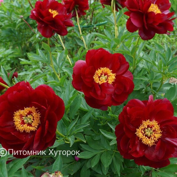 Paeonia Illini Bell 