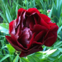 Paeonia Illini Bell 01