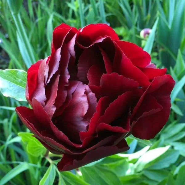 Paeonia Illini Bell 1