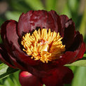 Paeonia Illini Bell 02