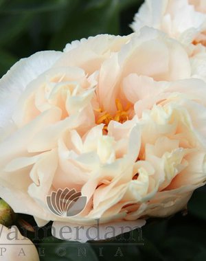 - Paeonia Just Peachy *премиум