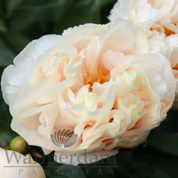 - Paeonia Just Peachy *премиум