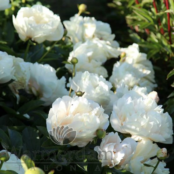 - Paeonia Just Peachy *премиум2