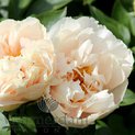 - Paeonia Just Peachy *премиум01