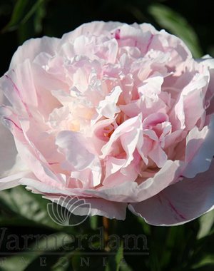 Paeonia Orchid Annie 