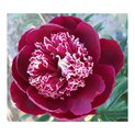 Paeonia Ray Payton00