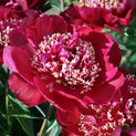 Paeonia Ray Payton01