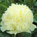 Paeonia Goldilocks01