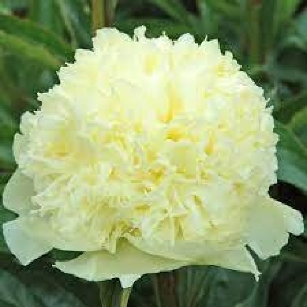 Paeonia Goldilocks1