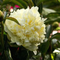 Paeonia Goldilocks00