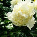 Paeonia Goldilocks02