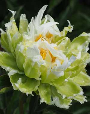 Paeonia Green Lotus 