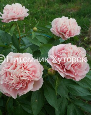 - Paeonia Heavenly Masterpeace *премиум