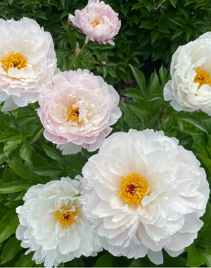 - Paeonia Minnie Shaylor