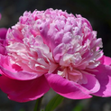 - Paeonia Pink Derby01