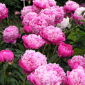 - Paeonia Pink Derby02