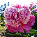 - Paeonia Pink Derby00