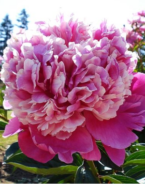 - Paeonia Pink Derby