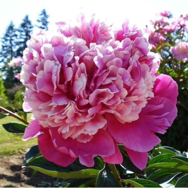 - Paeonia Pink Derby