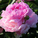 Paeonia Pink Giant00