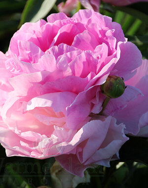 Paeonia Pink Giant