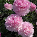 Paeonia Pink Giant03