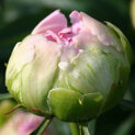 Paeonia Pink Giant01